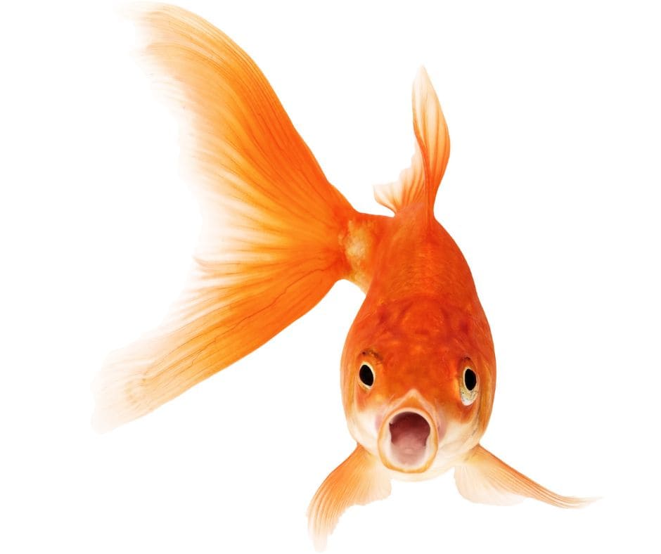 Goldfish attention spans are unknown