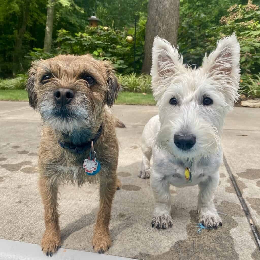 My terriers, Helen & Stanley